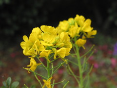 菜の花