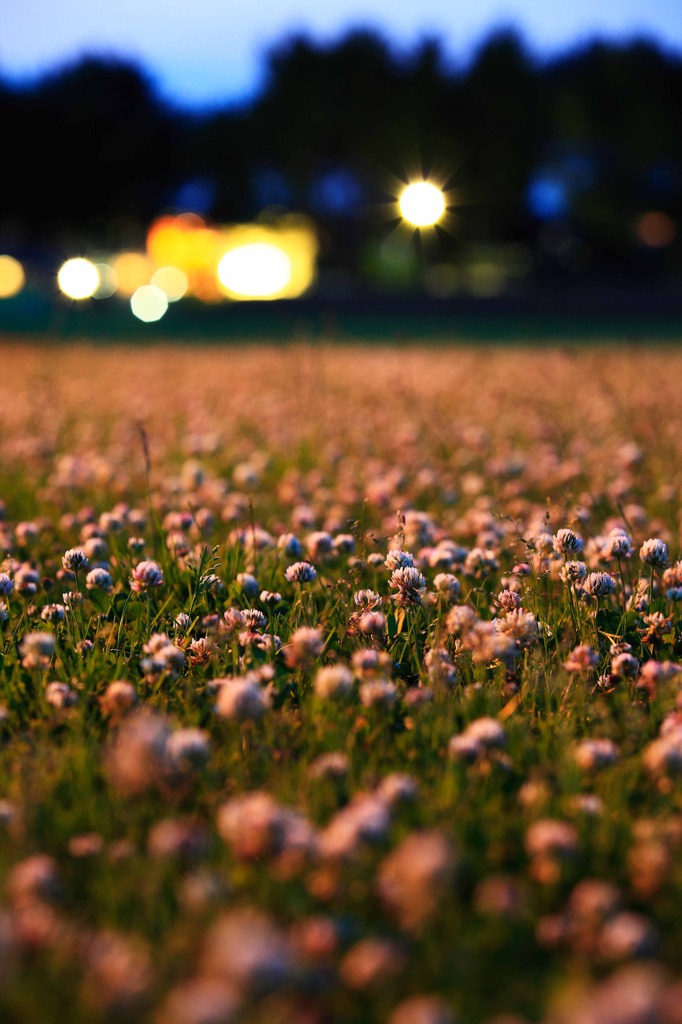 A grassy plain of the twilight