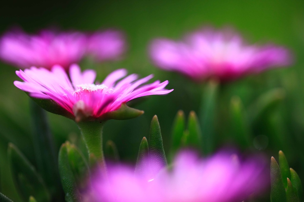 a table flower