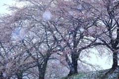 雪中桜