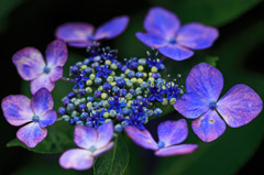 Flower ring