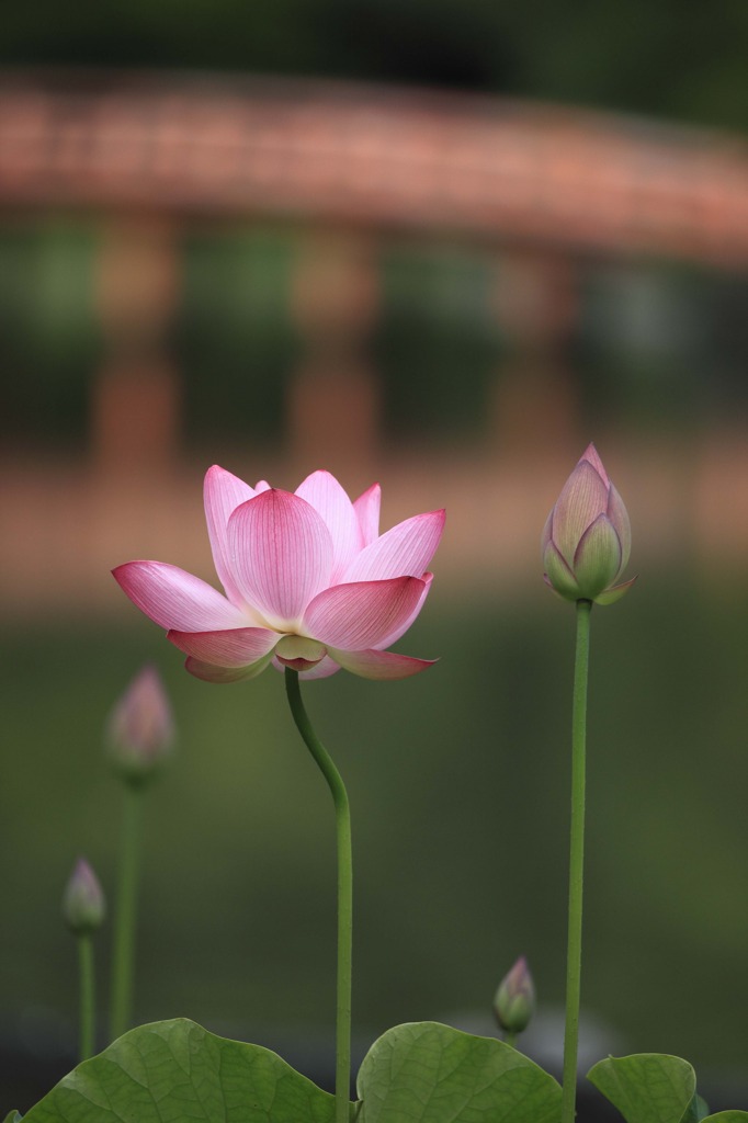 a lotus flower