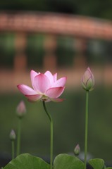 a lotus flower