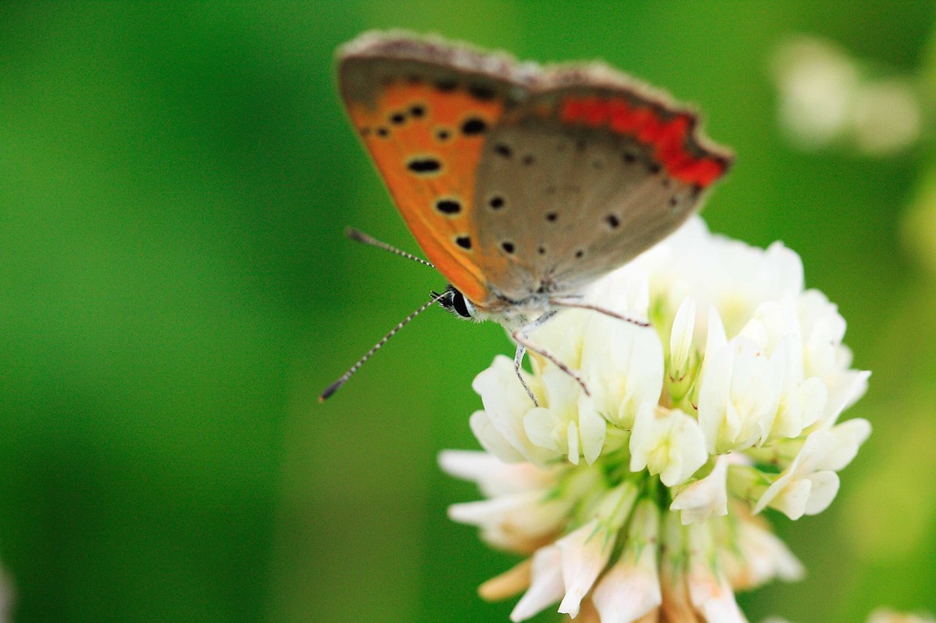 small copper and white clover 