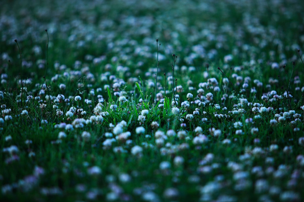 white clover