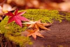 紅の溜息
