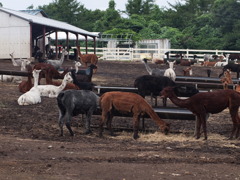 那須アルパカ牧場