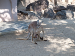 カンガルー