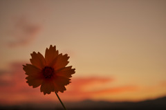 CSC_1239