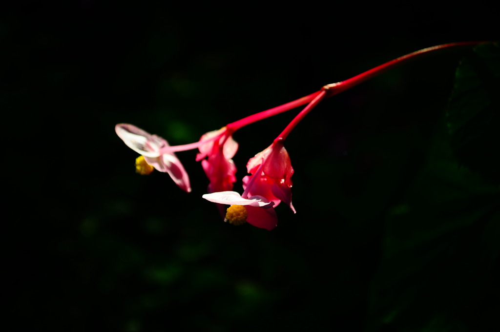 DSC_1861