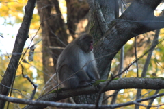 photo867955