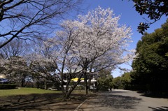 cherry blossoms (sakura,桜)