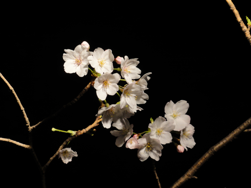 夜桜