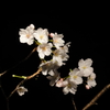 夜桜