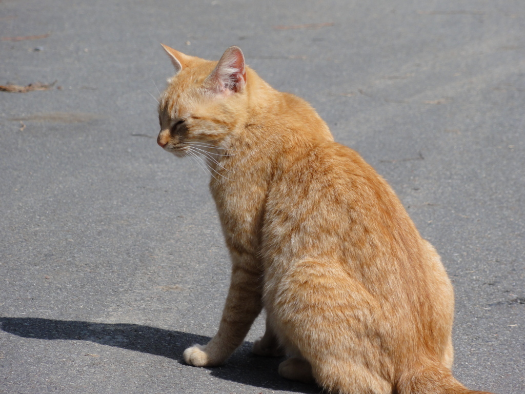 ねこ