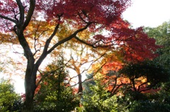 紅葉