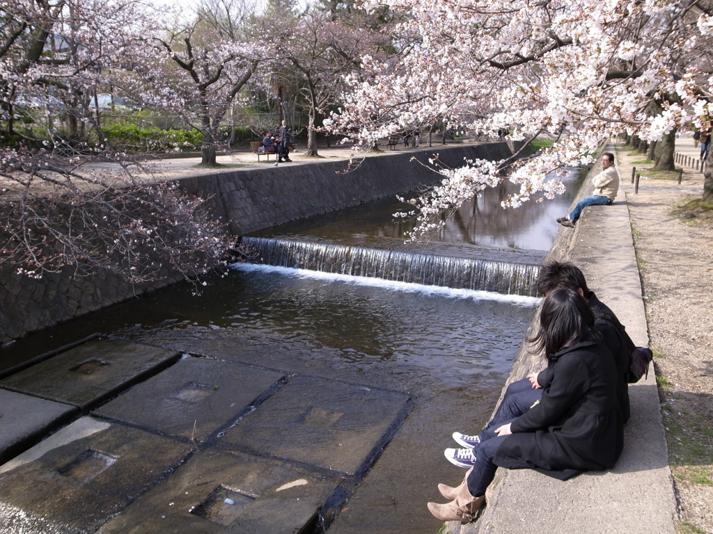 桜の木の下で・・