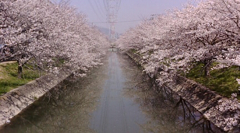 入学式の日の桜