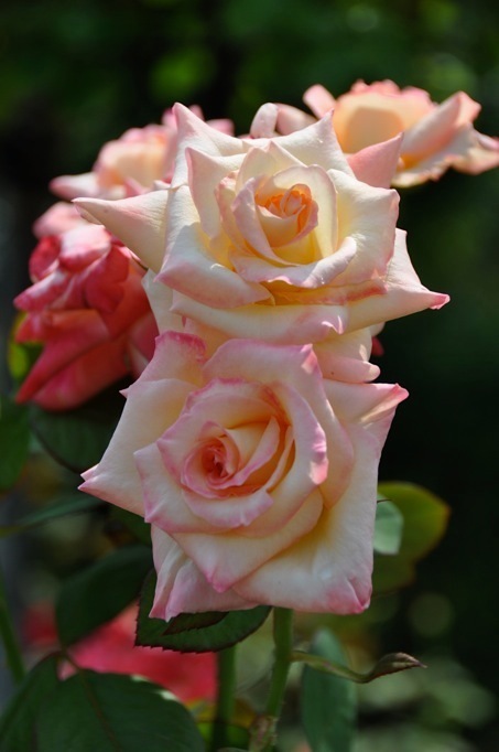 薔薇