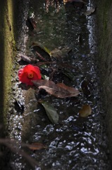 華終