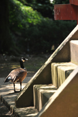 ueno036