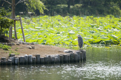 ueno014