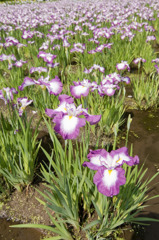 syoubu011