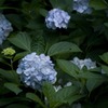 暗く咲く