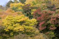 gorakoyo012