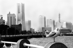 snap0219_001