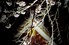 夜桜２