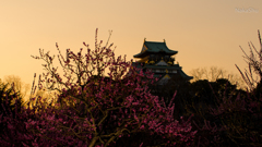 大阪城梅園(壁紙用16:9)