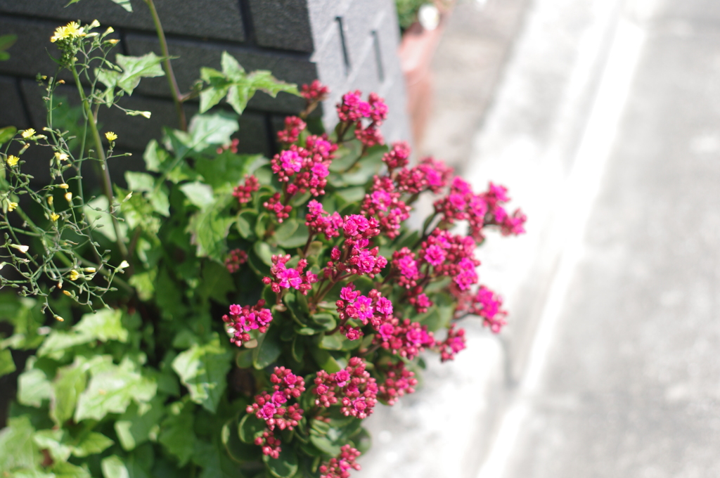 実家の花