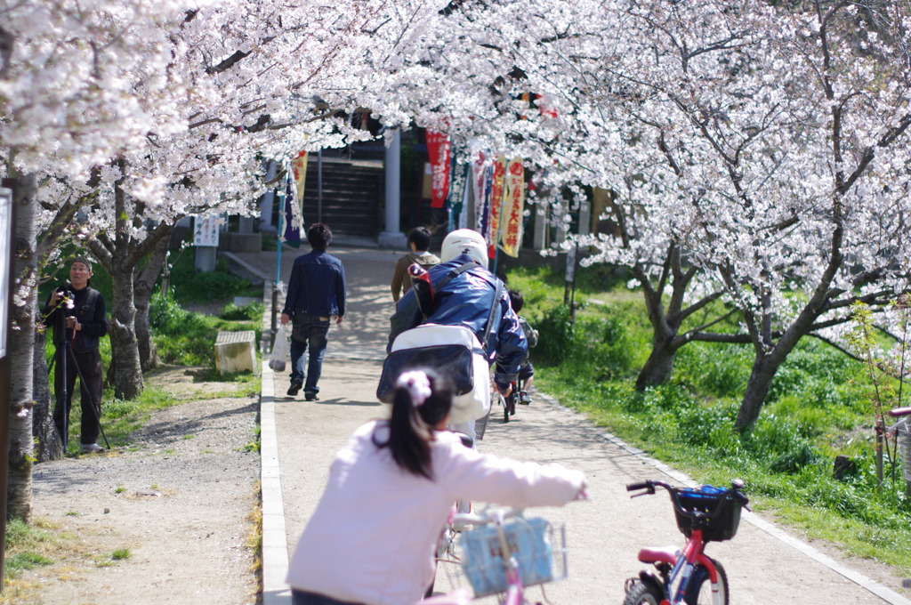 桜のトンネルを抜けて・・