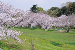 花見にはもってこいの場所