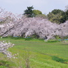 花見にはもってこいの場所