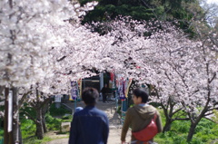 今日は花見にでも行こう