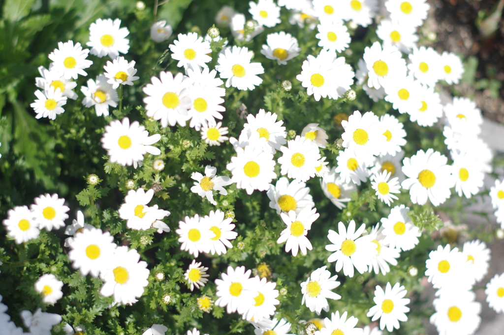 小学校からの友達んち(実家)の花屋