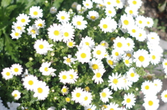 小学校からの友達んち(実家)の花屋