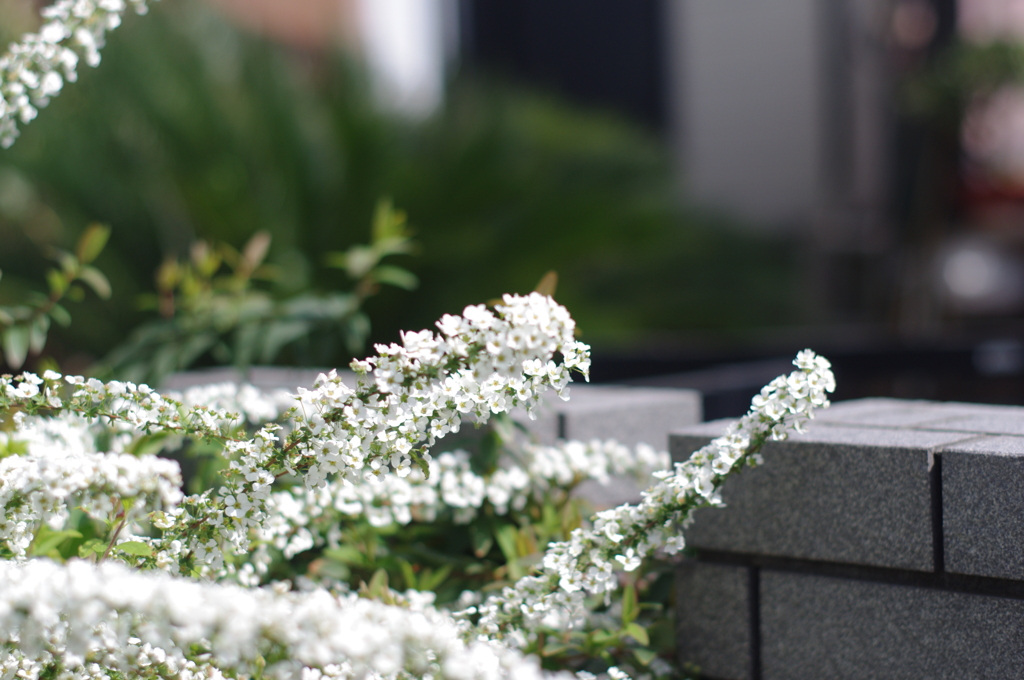 実家の花２