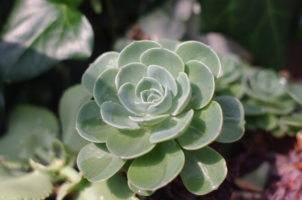 庭の植物X