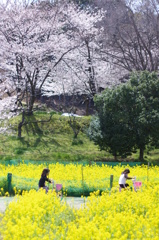 菜の花と桜２