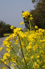 房総フラワーライン