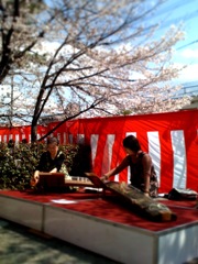 桜と琴