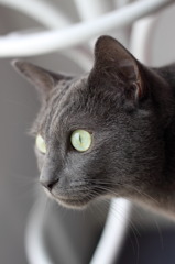 Cool Cat