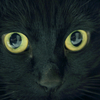黒猫