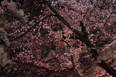 夜桜