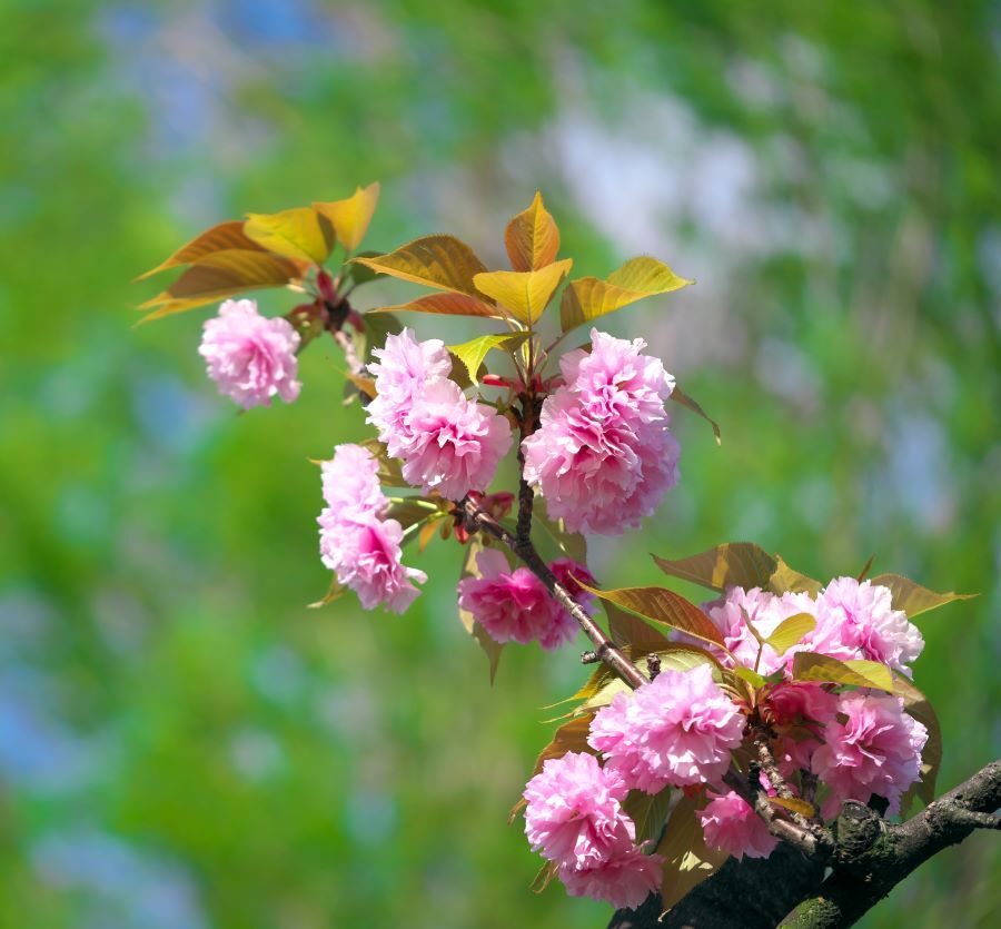 八重桜-1
