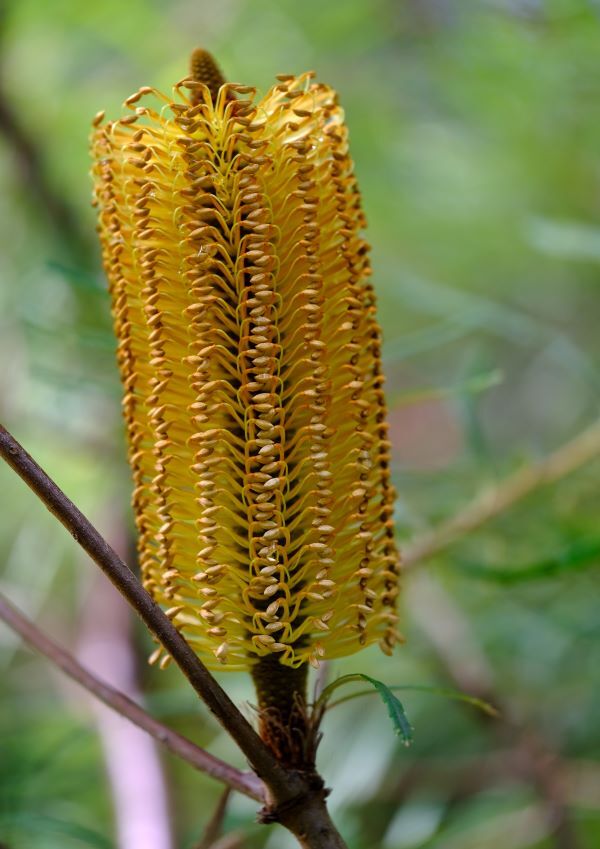 ヘアピンバンクシア