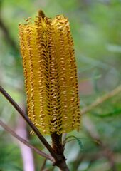 ヘアピンバンクシア